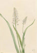 Chrosperma muscaetoxicum - Mary Vaux Walcott — visning af kunstværket