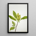 Magnolia acuminata - Mary Vaux Walcott — indrammet kunstværk på væggen