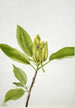 Magnolia acuminata - Mary Vaux Walcott — visning af kunstværket