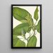Magnolia acuminata - Mary Vaux Walcott — indrammet kunstværk på væggen