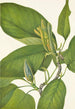 Magnolia acuminata - Mary Vaux Walcott — visning af kunstværket