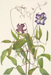 Clematis crispa - Mary Vaux Walcott — visning af kunstværket