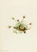 Vergerette à feuilles découpées Erigeron compositus - Mary Vaux Walcott — visning af kunstværket