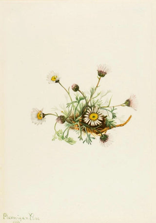 Mary Vaux Walcott - CutLeaf Fleabane Erigeron compositus.webp