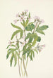 Dentaria laciniata - Mary Vaux Walcott — visning af kunstværket