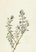 Salvie fra Death Valley - Salvia funerea - Mary Vaux Walcott — visning af kunstværket