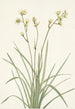 Deathcamas Zygadenus elegans - Mary Vaux Walcott — visning af kunstværket