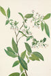 Deerberry Polycodium stamineum - Mary Vaux Walcott — visning af kunstværket