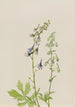 Delphinium Delphinium scopulorum - Mary Vaux Walcott — visning af kunstværket