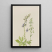 Delphinium Delphinium scopulorum - Mary Vaux Walcott — indrammet kunstværk på væggen