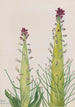 Desert Candle Caulanthus inflatus - Mary Vaux Walcott — visning af kunstværket
