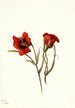 Desert Mariposa Calochortus kennedyi - Mary Vaux Walcott — visning af kunstværket