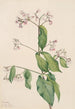 Dogbane Apocyum androsaemfolium - Mary Vaux Walcott — visning af kunstværket