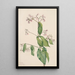 Dogbane Apocyum androsaemfolium - Mary Vaux Walcott — indrammet kunstværk på væggen