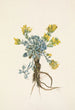 Fleur de Double Bladderpod Physaria didymocarpa - Mary Vaux Walcott — visning af kunstværket