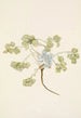 Fruit de Double Bladderpod Physaria didymocarpa - Mary Vaux Walcott — visning af kunstværket