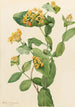 Douglas Lonicera glaucescens - Mary Vaux Walcott — visning af kunstværket