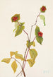 Douglas Lonicera glaucescens - Mary Vaux Walcott — visning af kunstværket