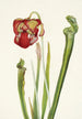 Drummond Sarracenia Sarracenia drummondii - Mary Vaux Walcott — visning af kunstværket