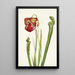 Drummond Sarracenia Sarracenia drummondii - Mary Vaux Walcott — indrammet kunstværk på væggen