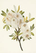 Saule de Drummond Salix drummondiana - Mary Vaux Walcott — visning af kunstværket