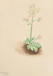 Saxifrage tidlig Saxifraga virginiensis - Mary Vaux Walcott — visning af kunstværket