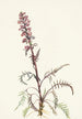 Tête d'éléphant Pedicularis groenlandica - Mary Vaux Walcott — visning af kunstværket