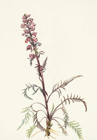 Mary Vaux Walcott - Elephanthead Pedicularis groenlandica.webp