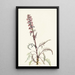 Tête d'éléphant Pedicularis groenlandica - Mary Vaux Walcott — indrammet kunstværk på væggen