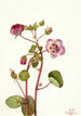 Eremalche rotundifolia - Mary Vaux Walcott — visning af kunstværket