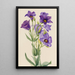 Eustoma russelianum - Mary Vaux Walcott — indrammet kunstværk på væggen