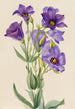 Eustoma russelianum - Mary Vaux Walcott — visning af kunstværket