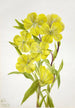 Onagre Oenothera - Mary Vaux Walcott — visning af kunstværket