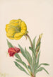 Onagre Oenothera howardi - Mary Vaux Walcott — visning af kunstværket