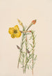 Onagre Oenothera lavandalaefolia - Mary Vaux Walcott — visning af kunstværket