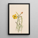 Onagre Oenothera lavandalaefolia - Mary Vaux Walcott — indrammet kunstværk på væggen