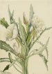 Onagre Pachyoplus hirsutus - Mary Vaux Walcott — visning af kunstværket