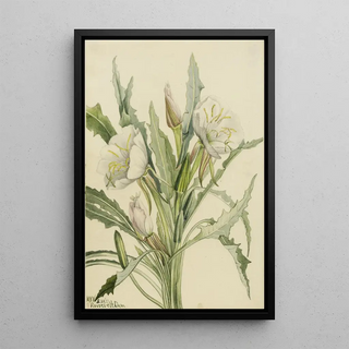 Mary Vaux Walcott - Evening Primrose Pachyoplus hirsutus.webp