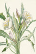 Onagre Pachyloplus hirsutus - Mary Vaux Walcott — visning af kunstværket