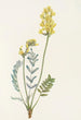 Faux Oxytropis gracilis - Mary Vaux Walcott — visning af kunstværket