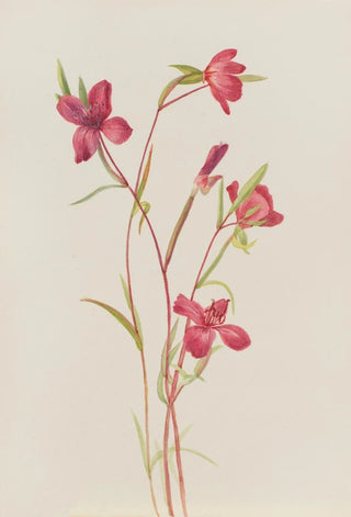 Mary Vaux Walcott - Farewell to Spring Godetia amoena lilja.webp