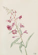 Epilobe en spids Epilobium angustifolium - Mary Vaux Walcott — visning af kunstværket