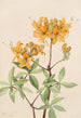 Azalée flamme Azalea lutea - Mary Vaux Walcott — visning af kunstværket
