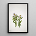 Vergerette à grandes fleurs Erigeron macranthus - Mary Vaux Walcott — indrammet kunstværk på væggen