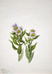 Vergerette à grandes fleurs Erigeron macranthus - Mary Vaux Walcott — visning af kunstværket