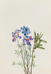 Studie af blomster - Mary Vaux Walcott — visning af kunstværket
