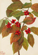 Cornouiller à fleurs Cornus florida - Mary Vaux Walcott — visning af kunstværket