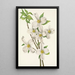 Fleur de cornouiller Cornus florida - Mary Vaux Walcott — indrammet kunstværk på væggen