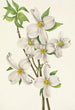 Fleur de cornouiller Cornus florida - Mary Vaux Walcott — visning af kunstværket