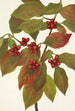 Fruit de cornouiller Cornus florida - Mary Vaux Walcott — visning af kunstværket